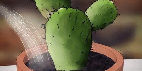 Salvando um cacto moribundo