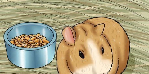 Cuidando de um porquinho da índia morrendo