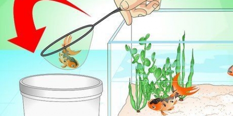 Salvando um peixinho dourado morrendo