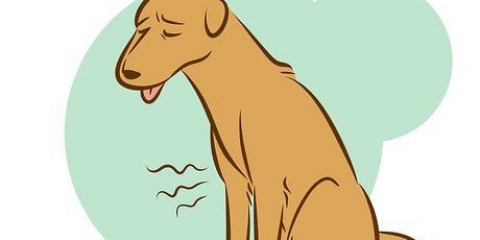 Reconhecendo um cão moribundo
