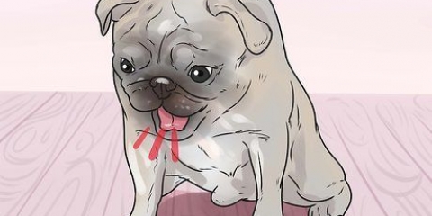 Salvando um cachorro engasgado
