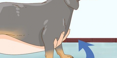 Segurando um dachshund corretamente