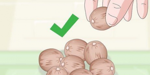 Cultivando uma planta de chá