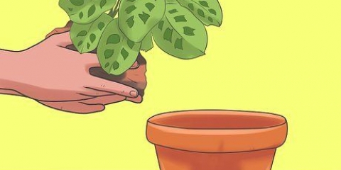 Cuidando de uma planta dos dez mandamentos