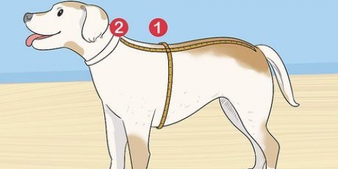 Tricotar uma camisola para um cão