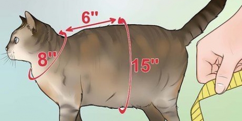 Fazendo um arnês para o seu gato gordinho