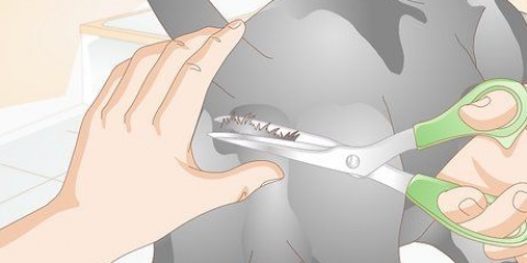 Prevenir uma infecção do trato urinário em cães