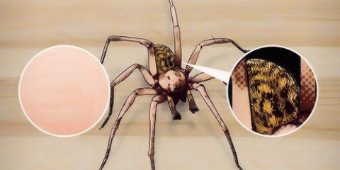 Reconhecendo uma aranha de funil
