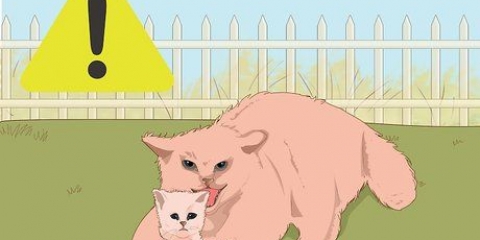 Pegando um gatinho perdido