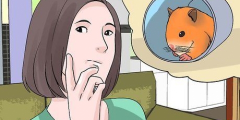 Encontrando um hamster de rua