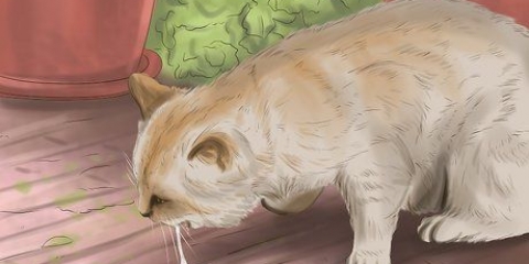 Tratando um gato envenenado