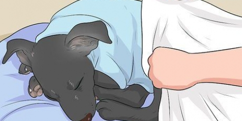 Tratando um cachorro frio