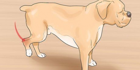Tratando uma entorse em um cão