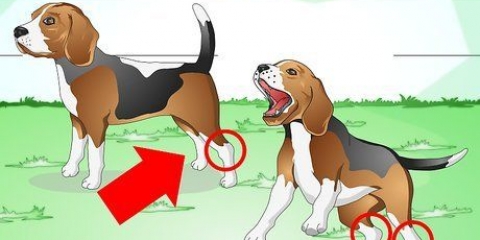 Como tratar um tornozelo torcido em um cão