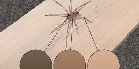 Reconhecendo uma aranha de violino