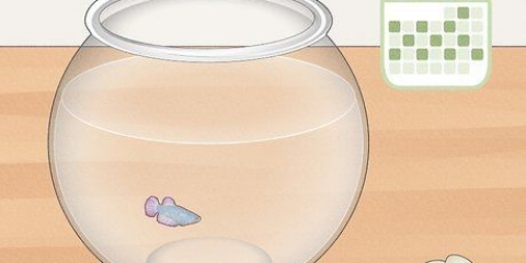 Limpando um aquário de um peixe-lutador-siamês