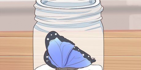 Preservar uma borboleta