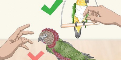 Acariciando um pássaro