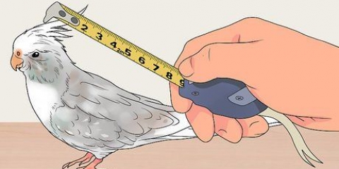 Construindo um aviário