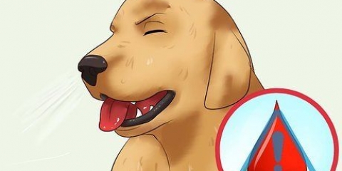 Como remover um ''rabo de raposa'' do nariz de um cachorro