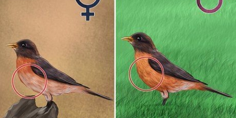Distinguindo um robin feminino de um macho