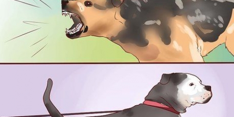 Treinando um cão de guarda