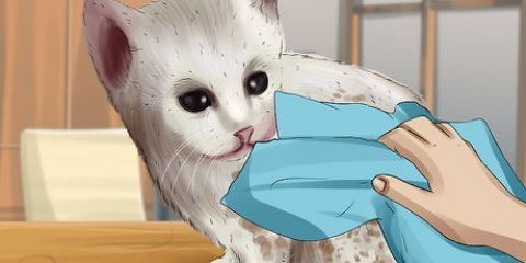 Lave um gatinho órfão