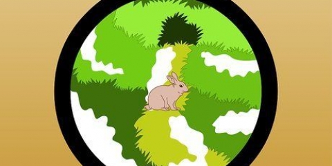 Pegando um coelho selvagem