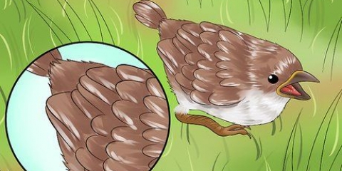 Cuidando de um pássaro selvagem que não pode voar
