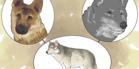 Mantendo um lobo como animal de estimação