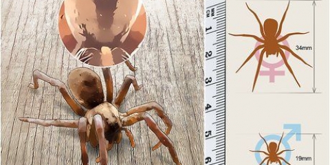 Reconhecendo uma aranha-lobo