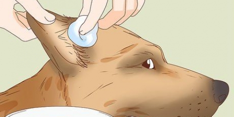 Como cuidar da ferida da orelha de um cão