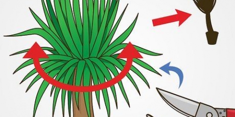 Poda de uma mandioca