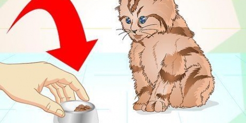 Deixando um gatinho doente comer