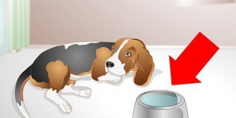 Ajudando um cão doente a beber
