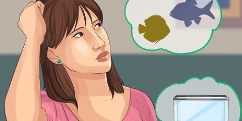 Iniciando um aquário de água salgada