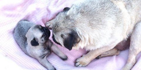 Cuidar de um cachorrinho recém-nascido fraco