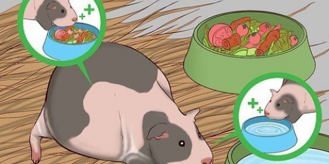 Ajudando uma cobaia grávida