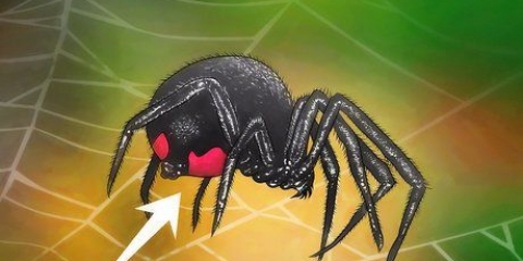 Identificando uma viúva negra