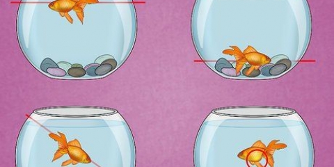 Como tratar uma infecção da bexiga natatória em um peixe dourado