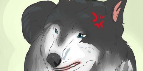 Aproximando-se de um cão vadio