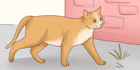 Domar um gato de rua