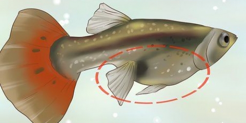 Descubra se a sua guppy está grávida