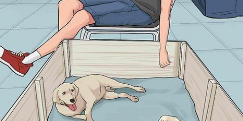 Lidando com uma mãe cadela rejeitando seus filhotes