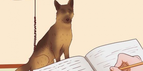 Garantir que seu cão ganhe peso de maneira saudável
