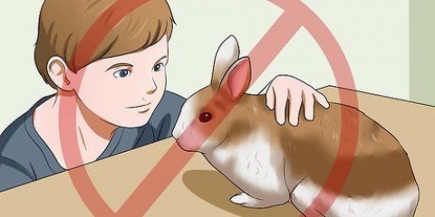 Garantir que seu coelho tenha a melhor vida possível