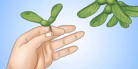 Comer sementes de bordo