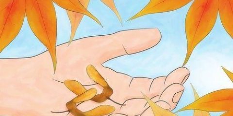 Germinação de sementes de bordo