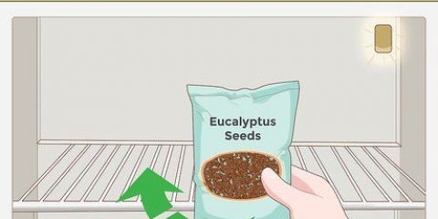Cultivo de eucalipto