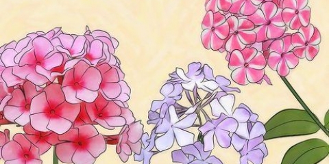 Floxes em crescimento